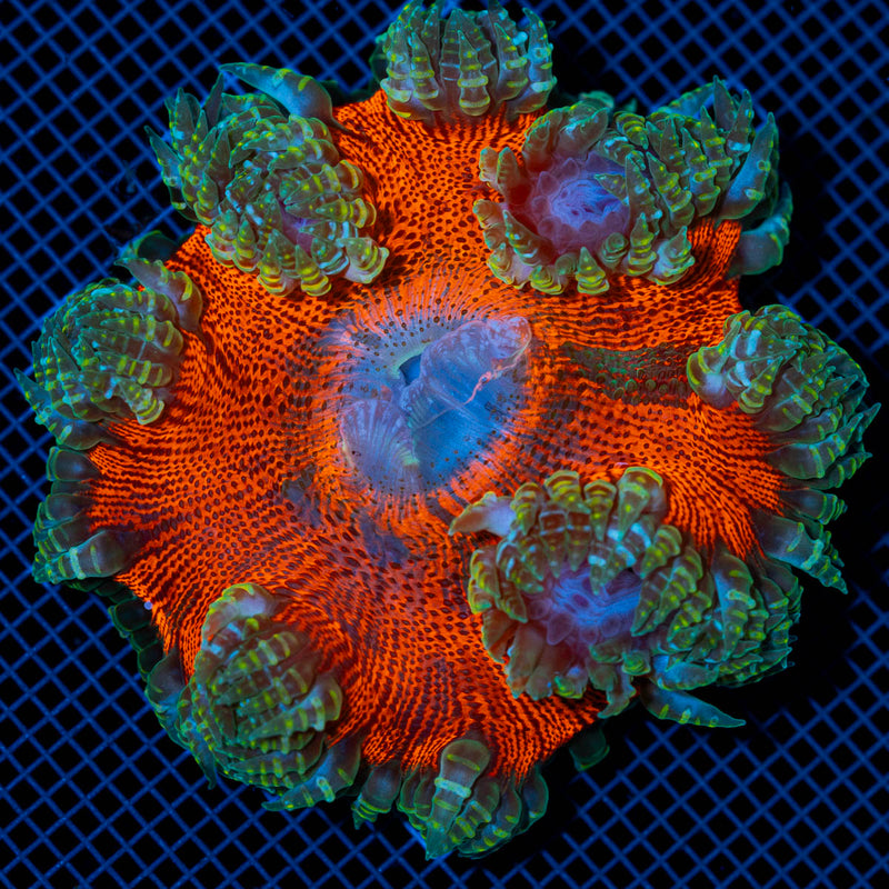Ultra Rock Flower Anemone with colorful oral disc in reef aquarium