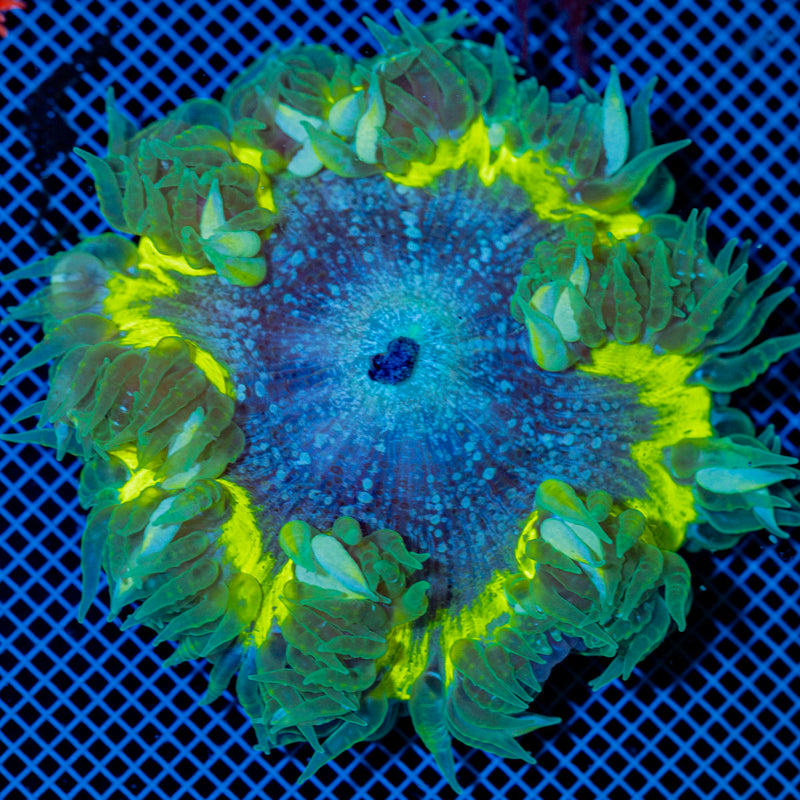 Ultra Rock Flower Anemone with colorful oral disc in reef aquarium