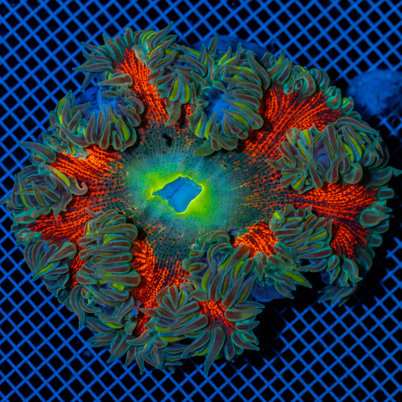 Ultra Rock Flower Anemone with colorful oral disc in reef aquarium
