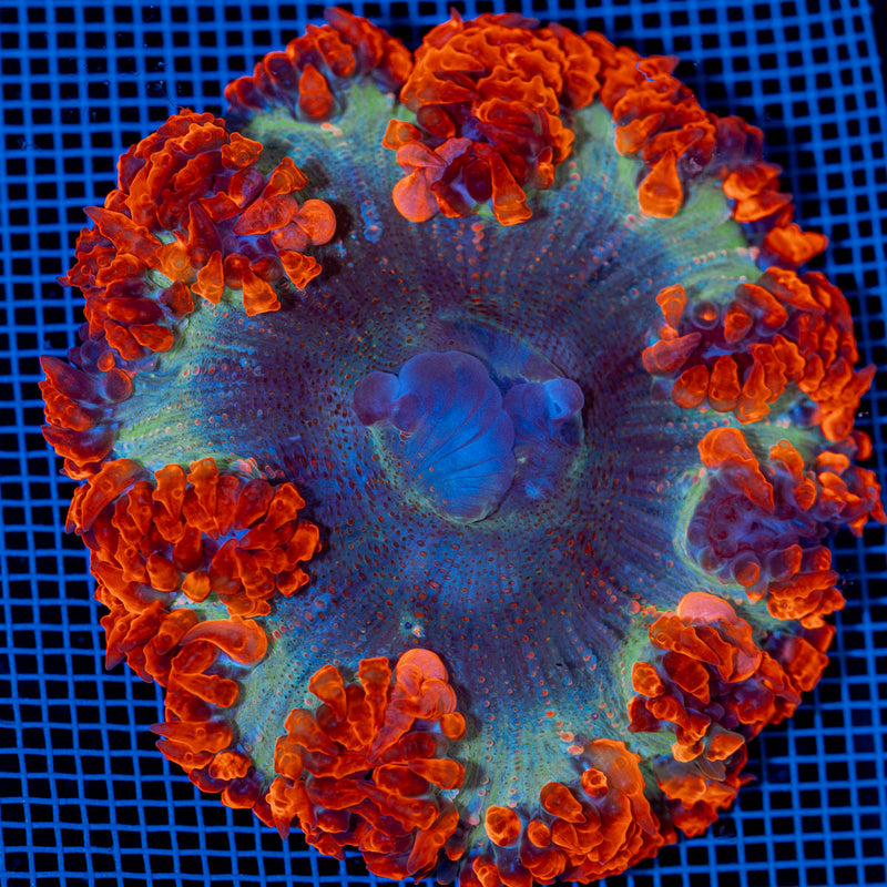 Ultra Rock Flower Anemone with colorful oral disc in reef aquarium