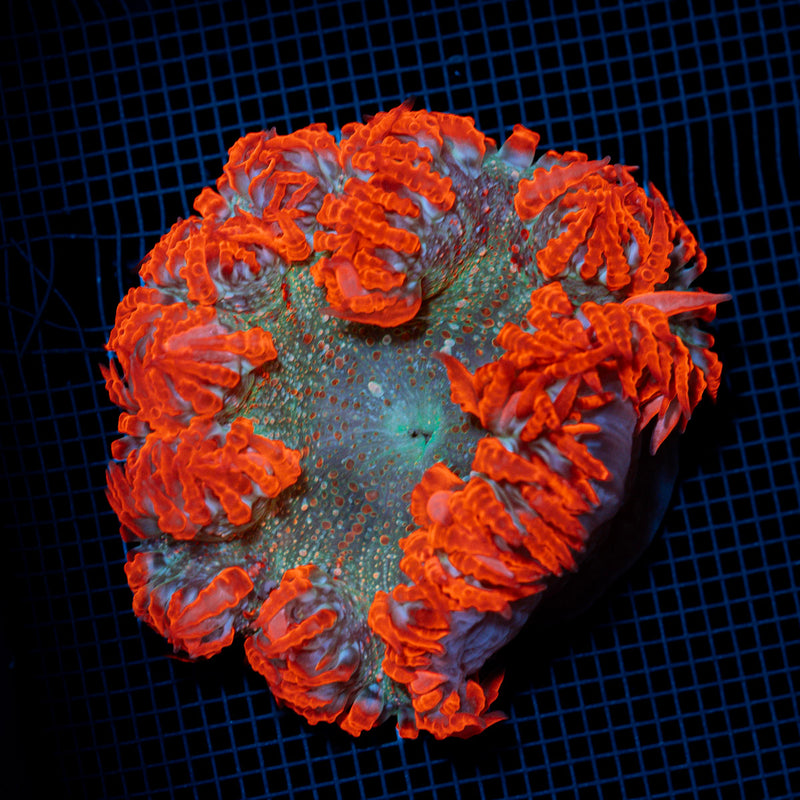 Rock Flower Anemone with colorful oral disc in reef aquarium