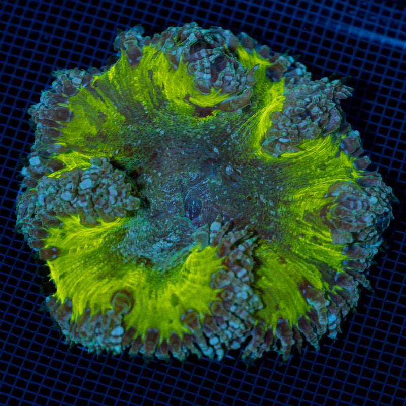 Rock Flower Anemone with colorful oral disc in reef aquarium