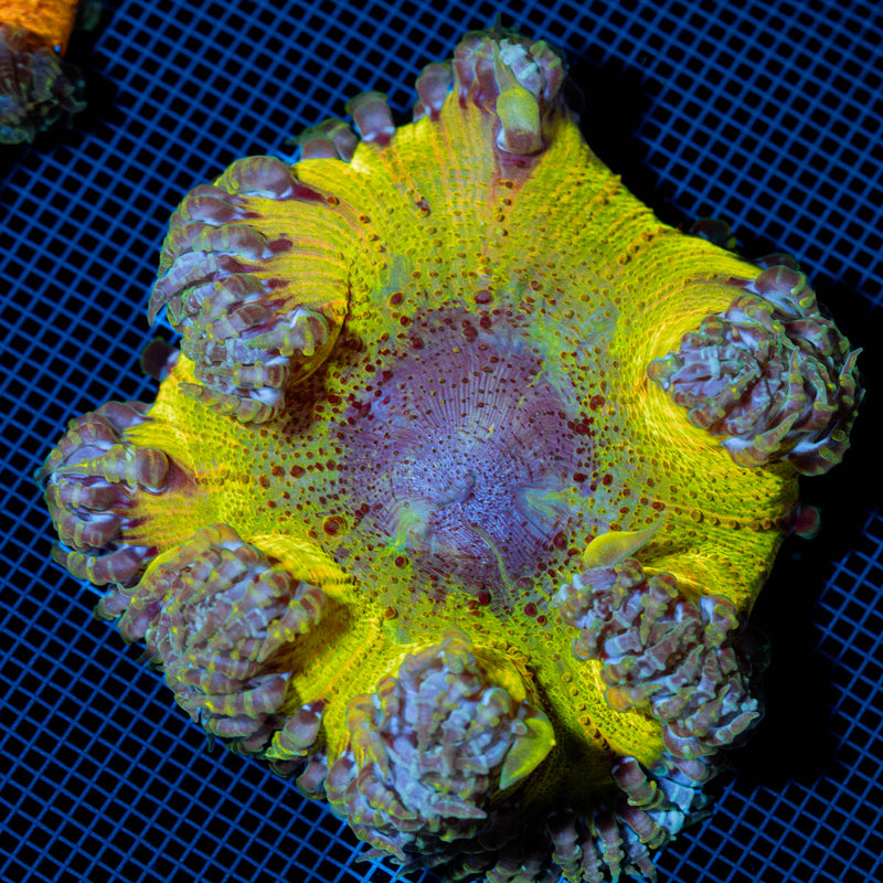 Rock Flower Anemone showcasing its colorful oral disc in reef aquarium