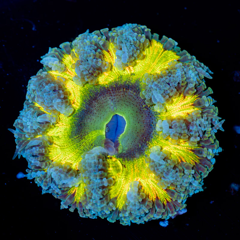 Rock Flower Anemone with colorful oral disc in reef aquarium