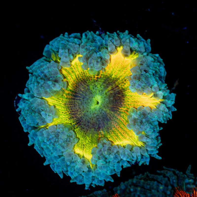 Rock Flower Anemone with colorful oral disc in reef aquarium