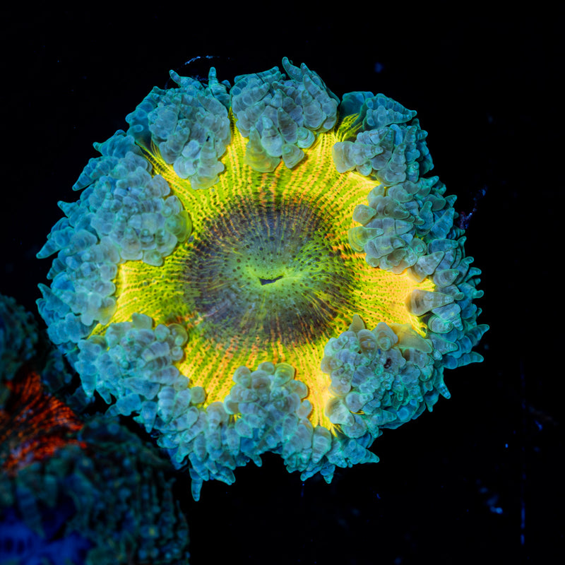 Rock Flower Anemone with colorful oral disc in reef aquarium