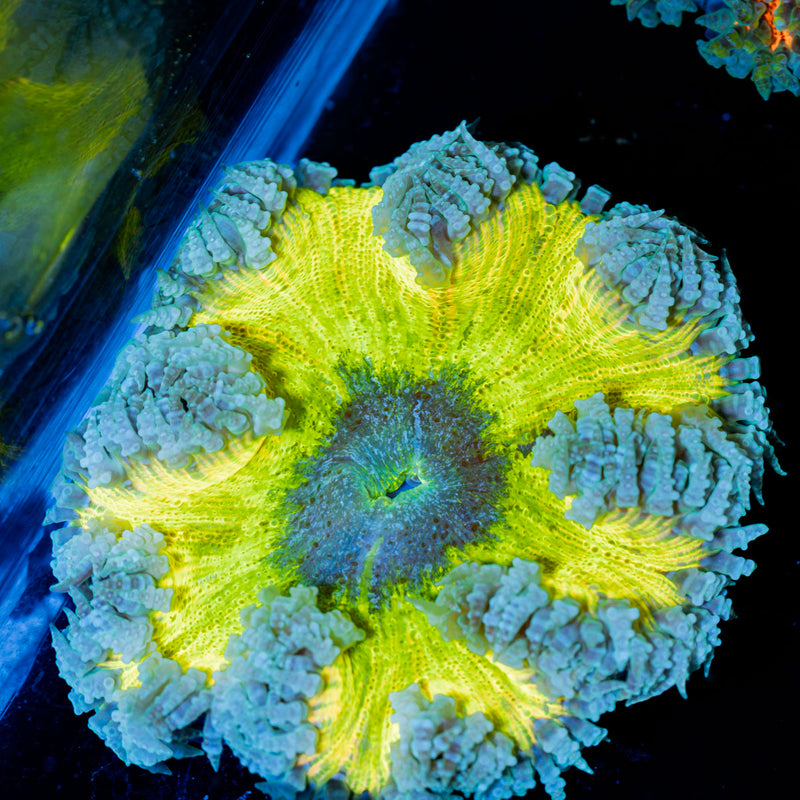 Rock Flower Anemone with colorful oral disc in reef aquarium