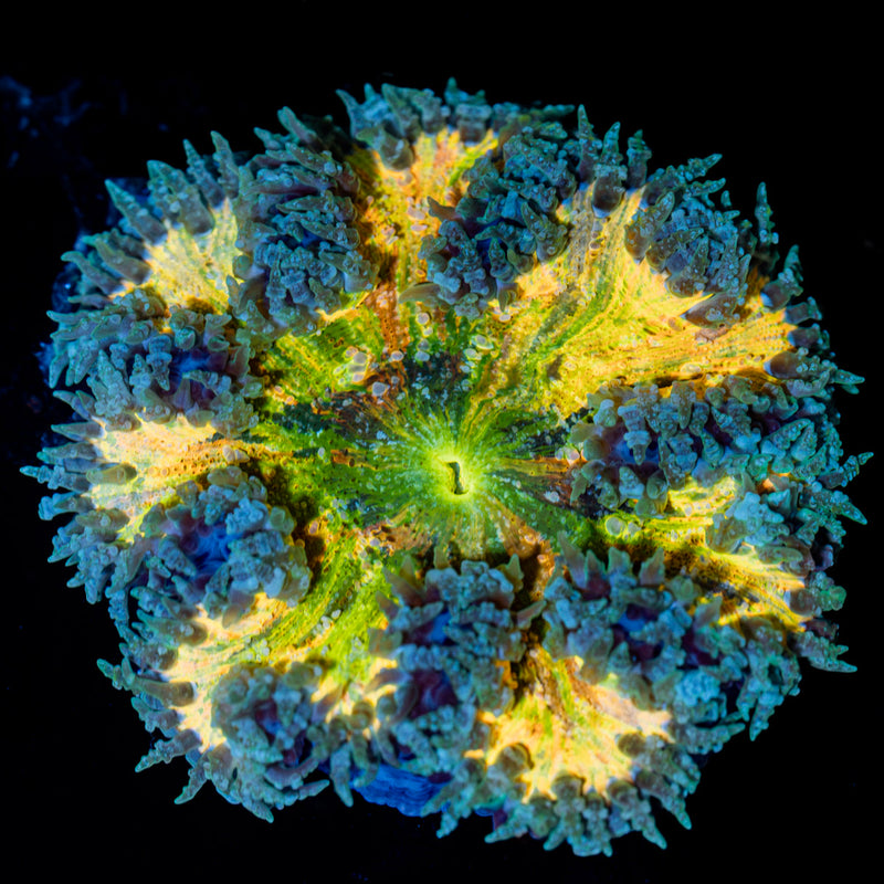 Rock Flower Anemone with colorful oral disc in reef aquarium