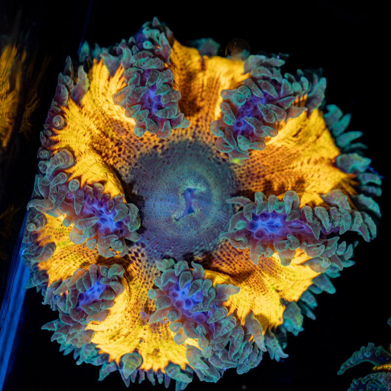 Rock Flower Anemone with colorful oral disc in reef aquarium