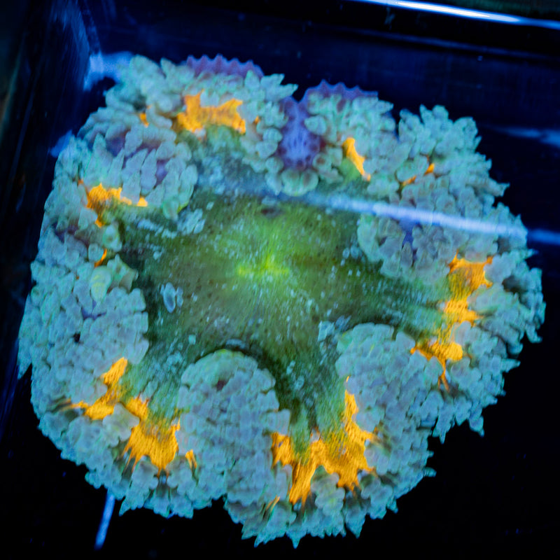 Rock Flower Anemone with colorful oral disc in reef aquarium