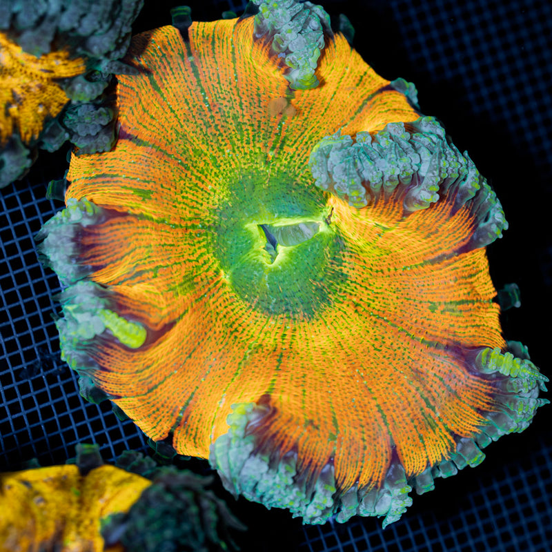 Ultra Rock Flower Anemone with colorful oral disc in reef aquarium