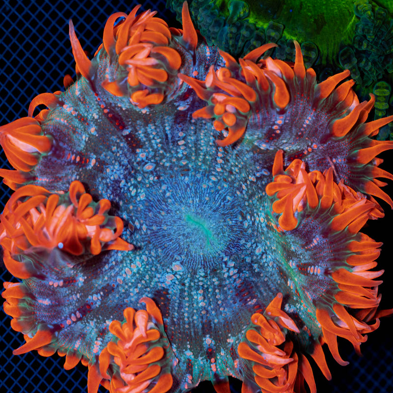 Ultra Rock Flower Anemone with colorful oral disc in reef aquarium