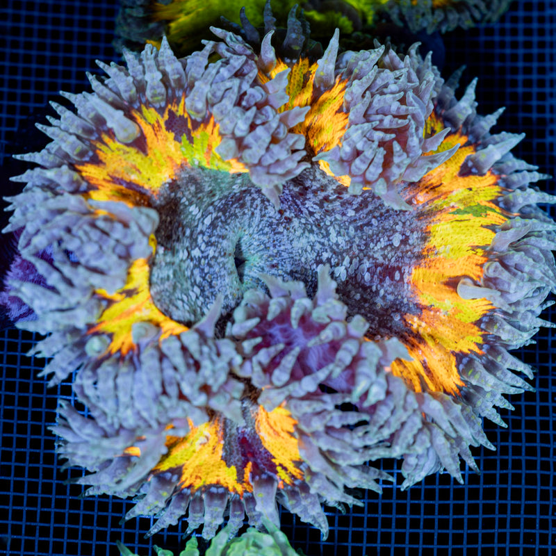Ultra Rock Flower Anemone with colorful oral disc in reef aquarium