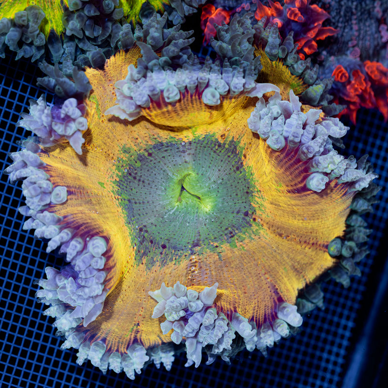 Ultra Rock Flower Anemone with colorful oral disc in reef aquarium