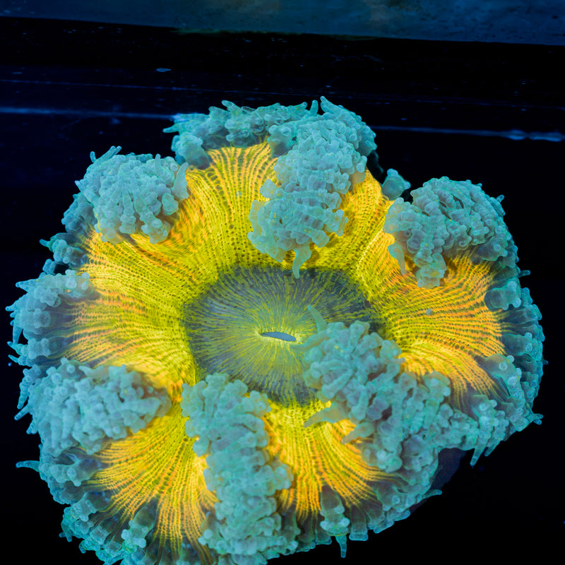 Rock Flower Anemone with oral disc in reef aquarium