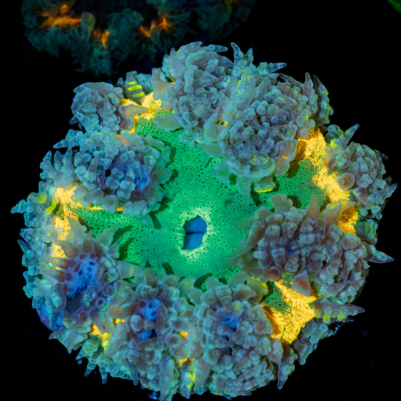 Rock Flower Anemone with oral disc in reef aquarium