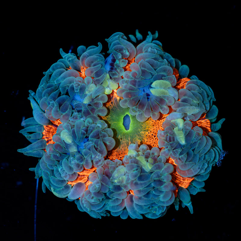 Rock Flower Anemone with oral disc in reef aquarium