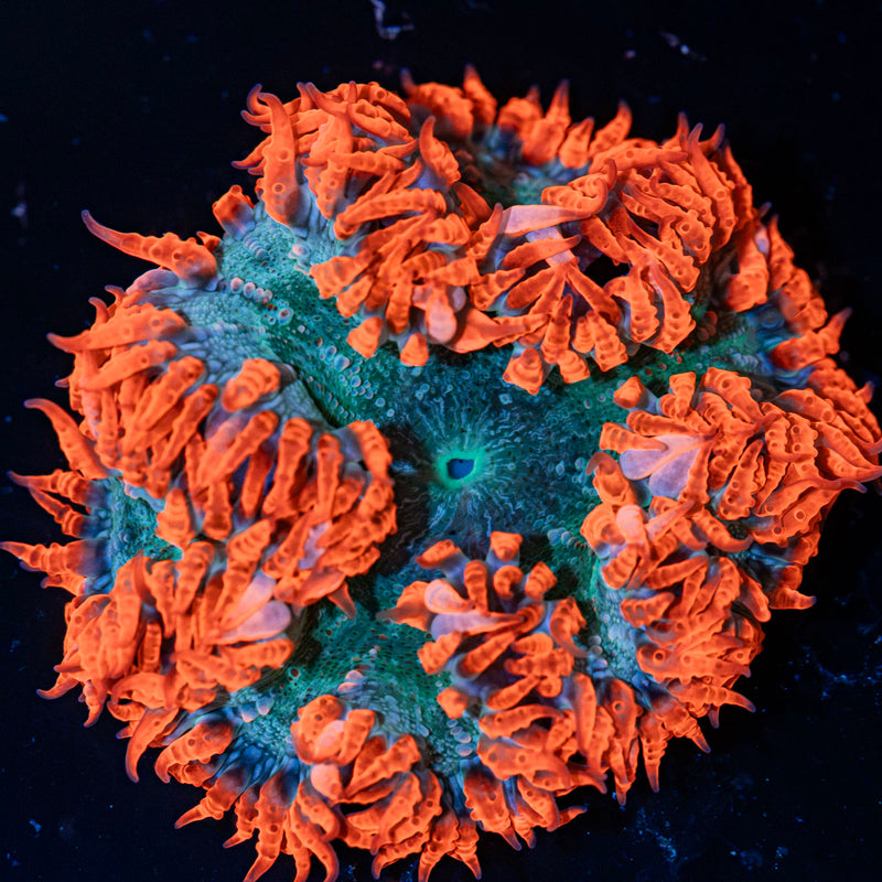 Rock Flower Anemone with oral disc in reef aquarium