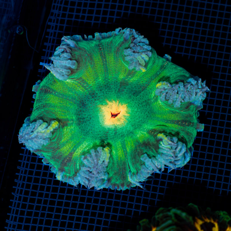 Ultra Rock Flower Anemone with colorful oral disc in reef aquarium