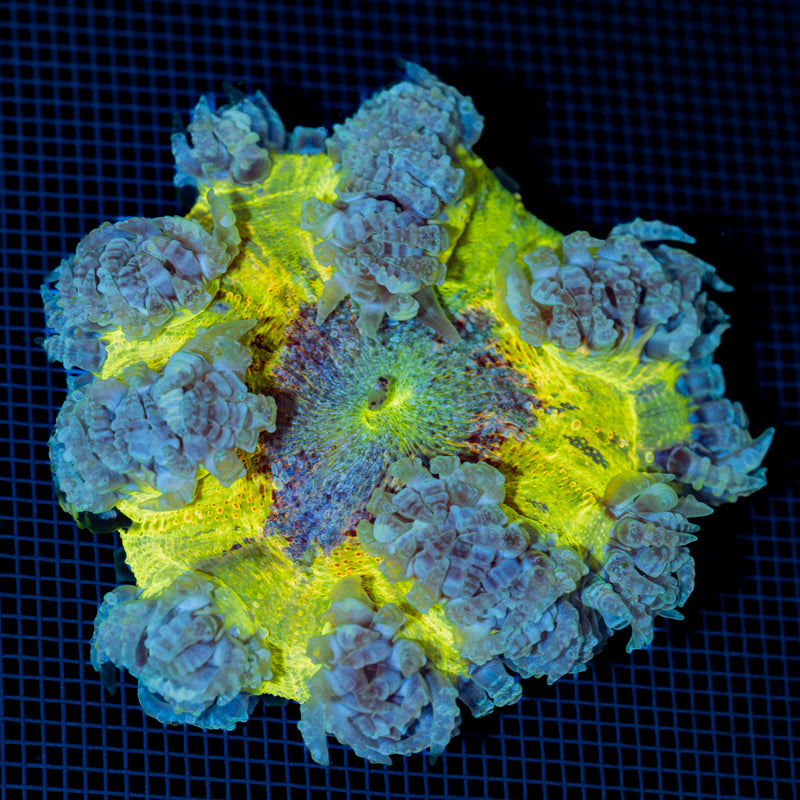 Ultra Rock Flower Anemone with colorful oral disc in reef aquarium