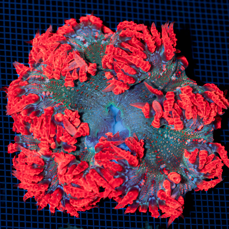 Ultra Rock Flower Anemone with colorful oral disc in reef aquarium