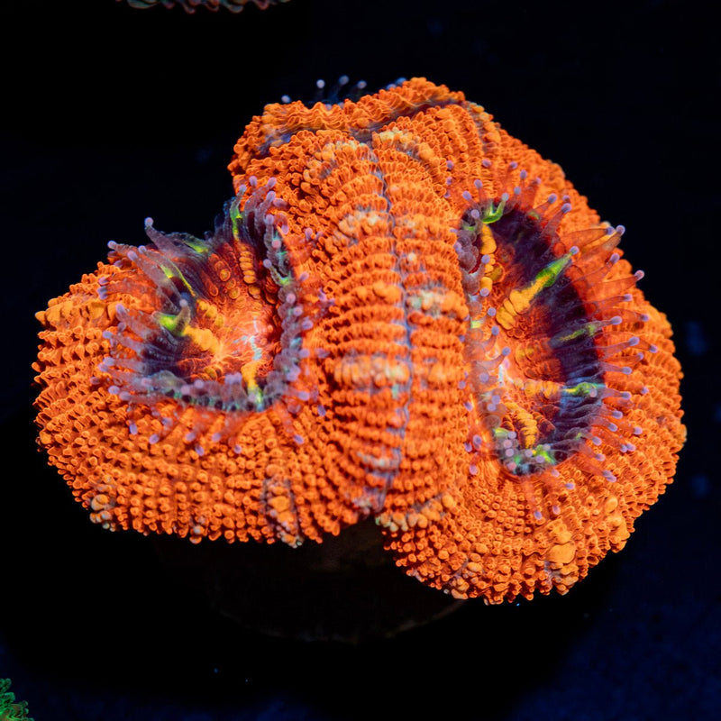 Acan Coral