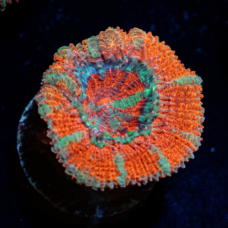 Acan Coral