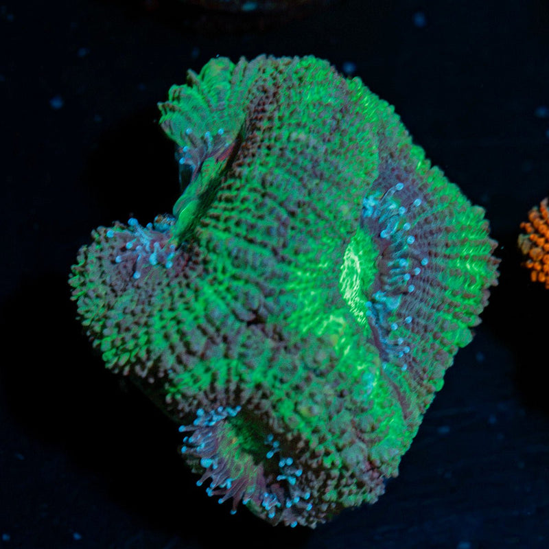 Acan Coral