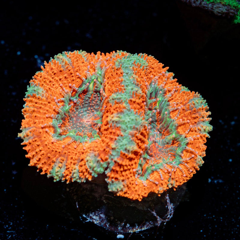 Acan Coral with fleshy polyps in reef aquarium