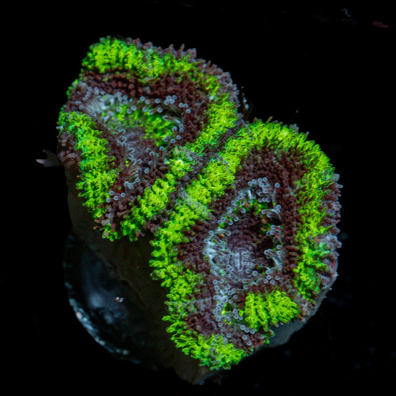 Acan Coral with fleshy polyps in reef aquarium