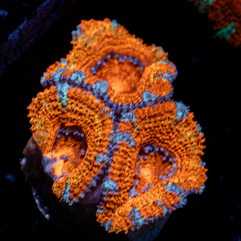 Acan Coral with fleshy polyps in reef aquarium