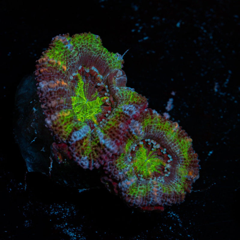 Acan Coral with fleshy polyps in reef aquarium