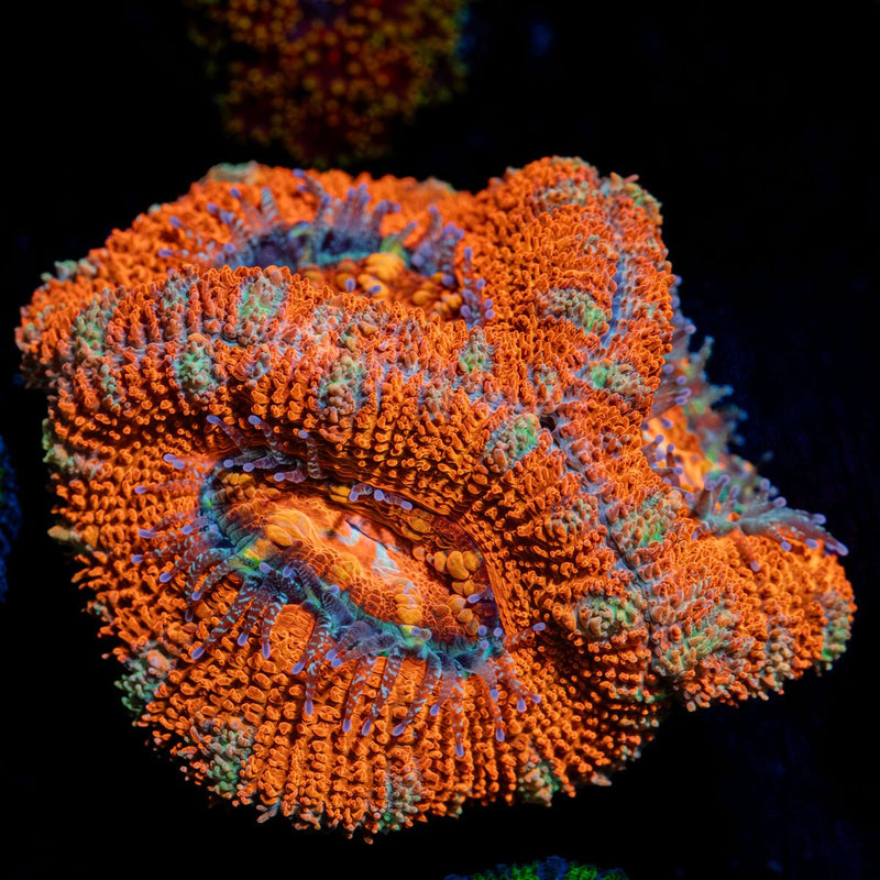 Acan Coral with fleshy polyps in reef aquarium environment