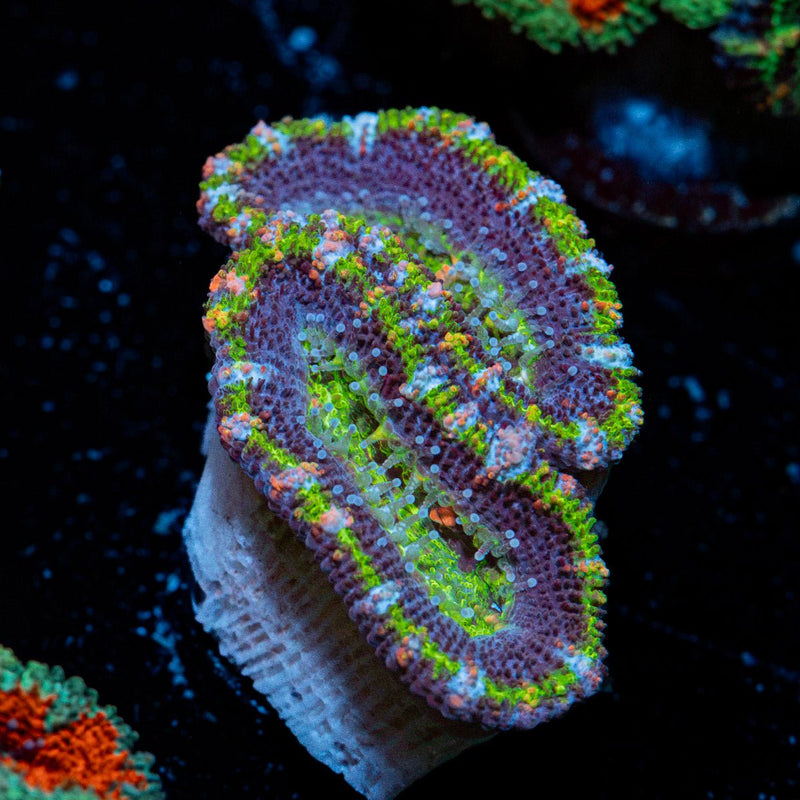 Acan Coral with fleshy polyps in reef aquarium