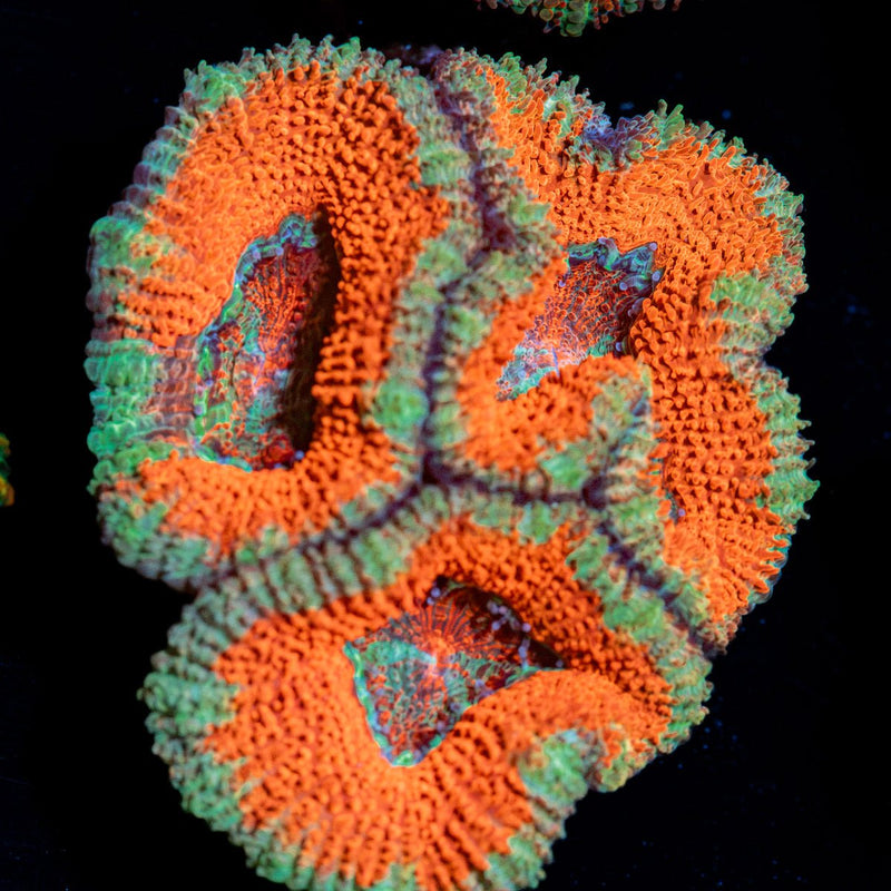Acan Coral with fleshy polyps in reef aquarium