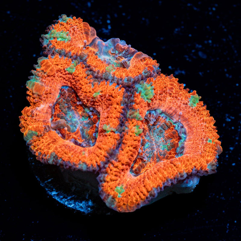 Acan Coral with fleshy polyps in reef aquarium