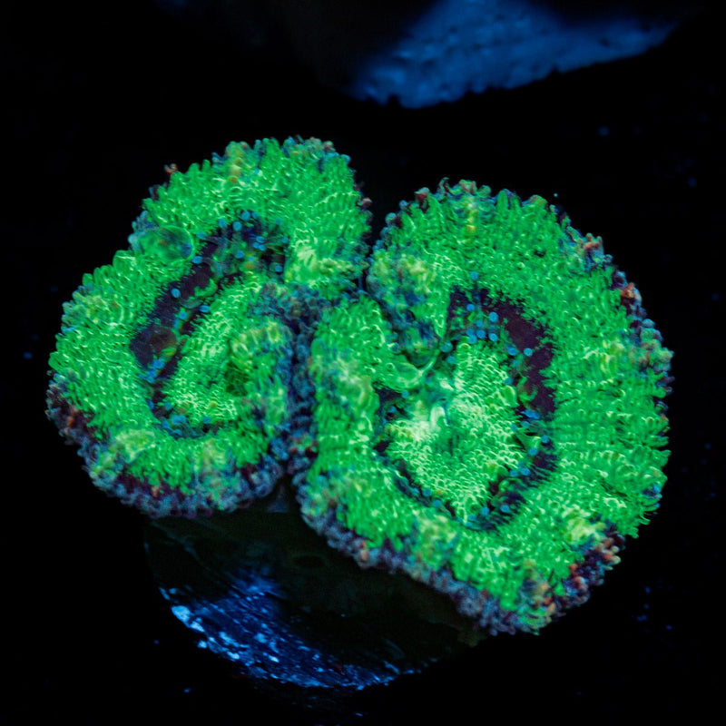 Acan Coral with fleshy polyps in reef aquarium