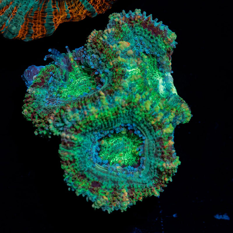 Acan Coral with fleshy polyps in reef aquarium