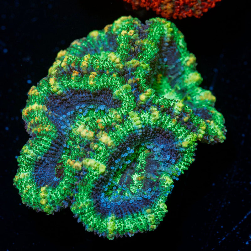 Acan Coral with fleshy polyps in reef aquarium