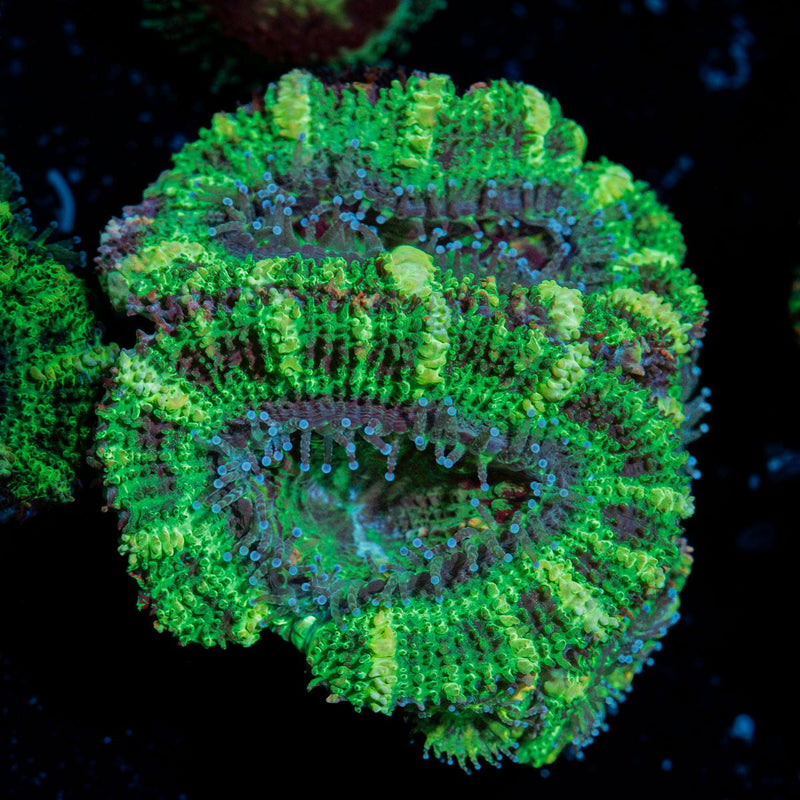 Acan Coral with fleshy polyps in reef aquarium environment