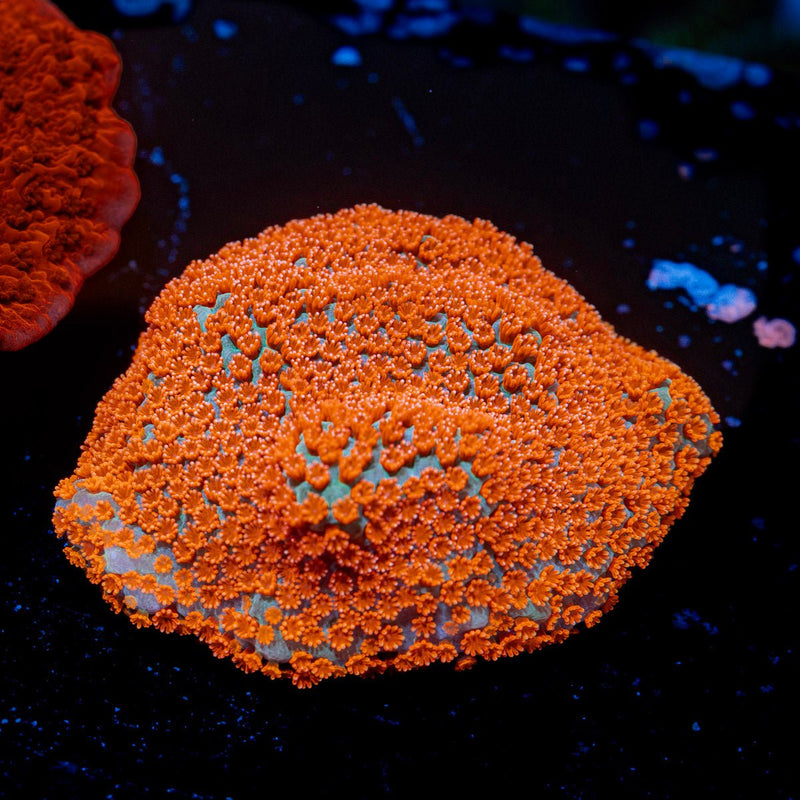 Aquaman Montipora with branching growth in reef aquarium