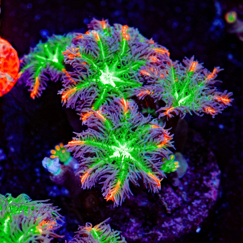 ARC Firework Clove Polyp Coral with colony growth in reef aquarium