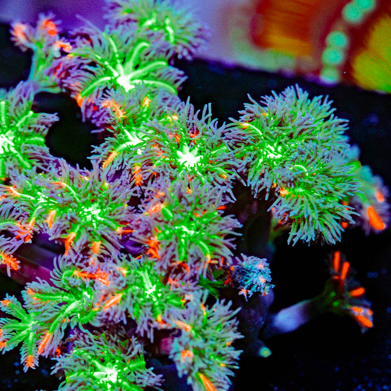 ARC Firework Clove Polyp Coral with colony growth in reef aquarium