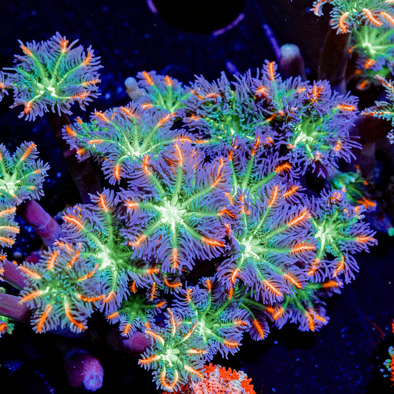 ARC FireWork Clove Polyps Coral