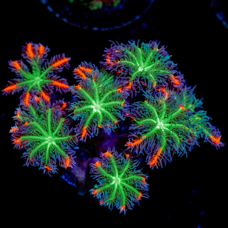 ARC FireWork Clove Polyps Coral with colony growth in reef aquarium