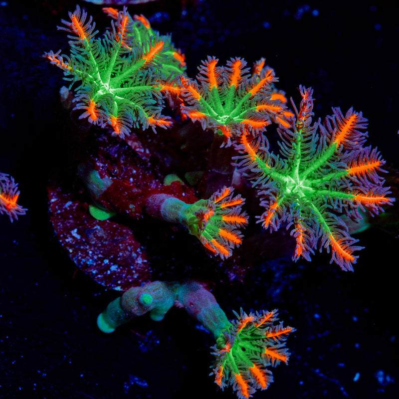 ARC FireWork Clove Polyps Coral with colony growth in reef aquarium