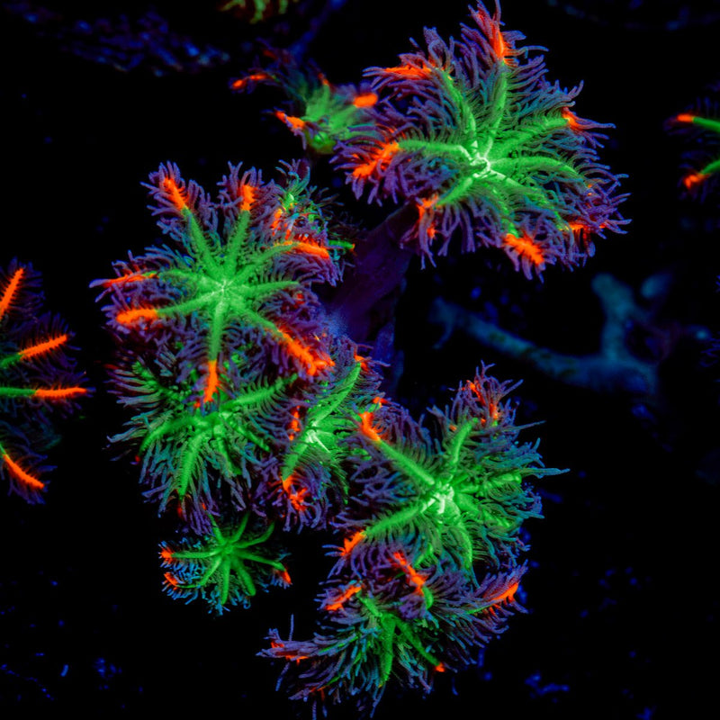 ARC FireWork Clove Polyps Coral with colony growth in reef aquarium
