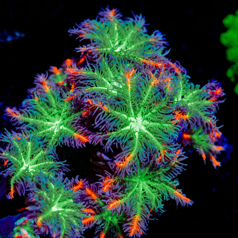 ARC FireWork Clove Polyps Coral with colony growth in reef aquarium