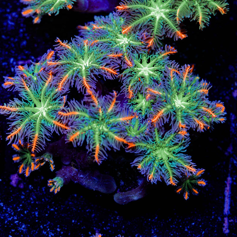 ARC FireWork Clove Polyps Coral with colony growth in reef aquarium