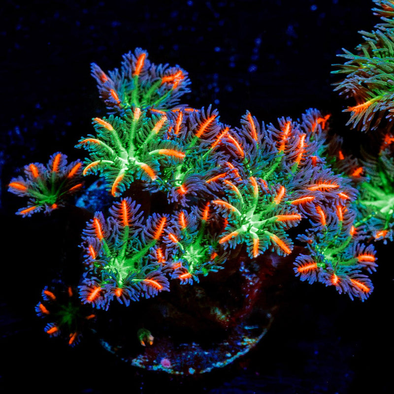 ARC Firework Clove Polyps Coral
